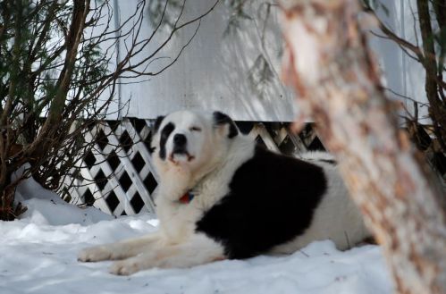 Denver Dog Bite Accidents