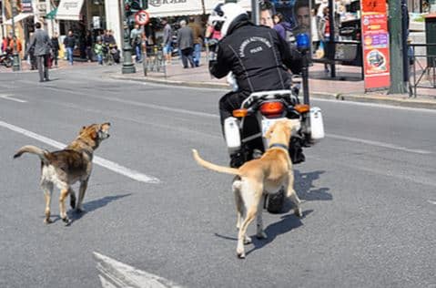 Colorado Dog Bite Law