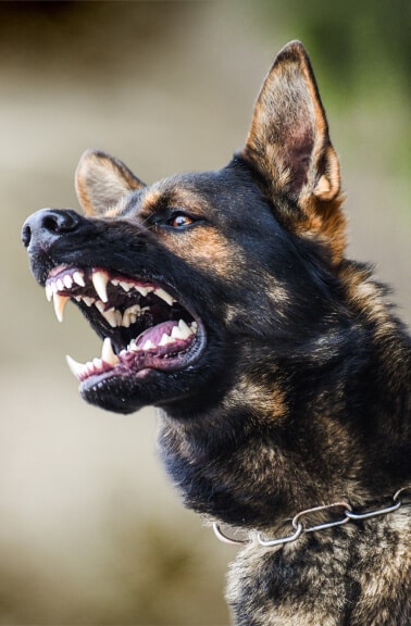 Dog Bites & Attacks