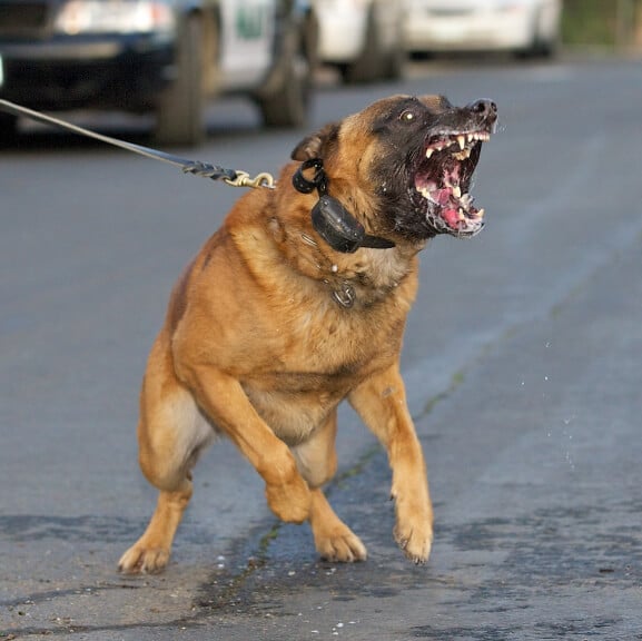 Dog Bites And Attacks