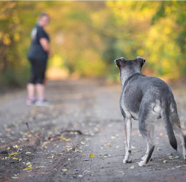 Unsure who is liable for a dog bite
