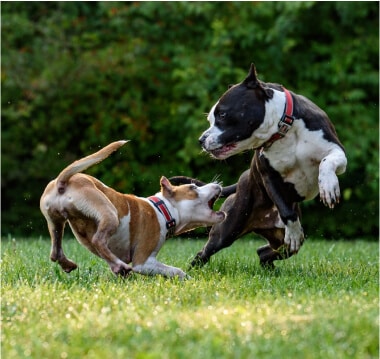 Colorado Dog Bite Statutes